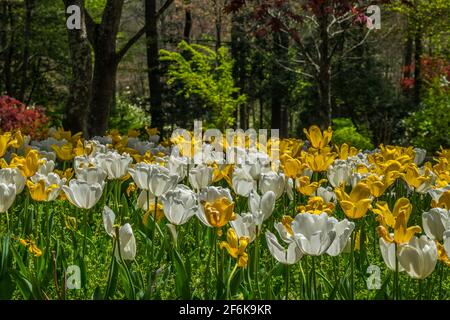 Eine große Gruppe von gelben und weißen Tulpen Blüht mit den Wäldern im Hintergrund mit hellen Frühling Farben an einem sonnigen Tag Stockfoto