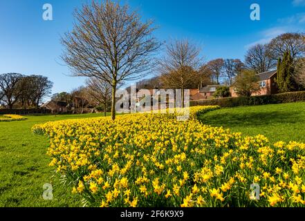 Dunbar, East Lothian, Schottland, Großbritannien, 1. April 2021. UK Wetter: Frühlingssonne. Ein Bett aus bunten Narzissen in der Sonne Stockfoto