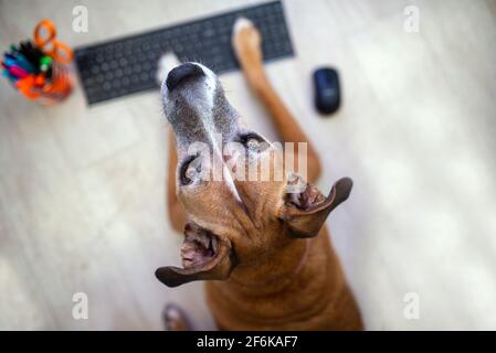 Hund bei der Arbeit. Haustiere bei der Arbeit Konzept, Haustiere arbeiten wie Menschen. Stockfoto