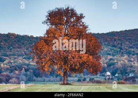 Eine einfarbige Eiche mit Herbstfarben sitzt auf einem Bauernfeld. Stockfoto