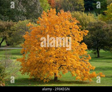 Schöner Baum mit orangefarbenen Blättern im Herbst Stockfoto