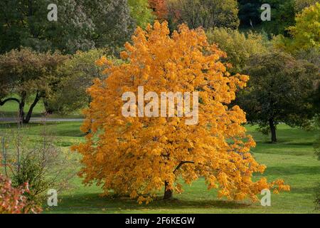Schöner Baum mit orangefarbenen Blättern im Herbst Stockfoto