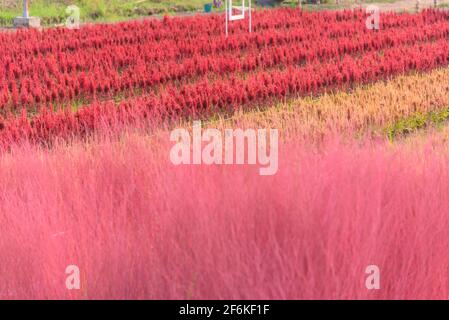 Schöne bunte chinesische Wolle Flower Park in Sonnenuntergang Zeit Stockfoto