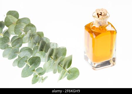 Ätherische Eukalyptus-Öle in Glasflasche Stockfoto