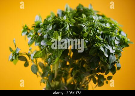 Raw Green Bio Basilikum Anlage bereit zu Kochen mit Stockfoto