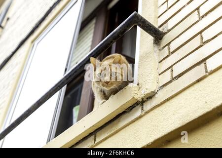 Katze, die auf dem Balkon spielt, Haustiere, Haustiere Stockfoto