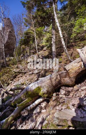 Steile Einsiedlerwege auf den Battert-Felsen in Baden Baden. . Baden Württemberg, Deutschland, Europa Stockfoto