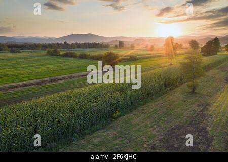 Grünes Maisfeld bei Sonnenuntergang aus der Vogelperspektive. Stockfoto