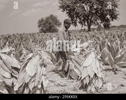 Schneiden von burley-Tabak und legen Sie es auf Stäbchen zu welken, bevor sie in Aushärtung und Trocknung Scheune. Russell Spears Farm, in der Nähe von Lexington, Kentucky. 1940. Stockfoto