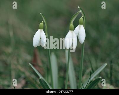 Nahaufnahme von Frühlingsschneeglöckchen (Galanthus nivalis) im Garten. Stockfoto