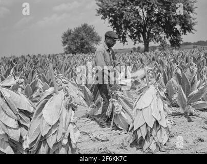 Schneiden von burley-Tabak und legen Sie es auf Stäbchen zu welken, bevor sie in Aushärtung und Trocknung Scheune. Russell Spears Farm, in der Nähe von Lexington, Kentucky. 1940. Stockfoto