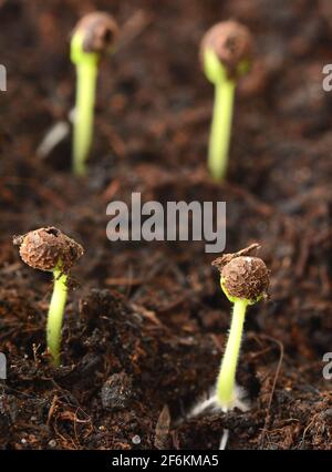 Makroaufnahme von kleinen, im Frühjahr wachsenden Setzlingen aus dem Boden. Stockfoto