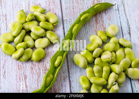 Breite Bohnen in ihrer offenen Hülse zwischen zwei Gruppen frischer Bohnen, die nur aus ihrer Hülse geschält wurden. Stockfoto