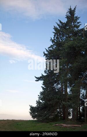 An einem Sommerabend am Rande eines Pinienwaldes, mit Platz für Kopien Stockfoto