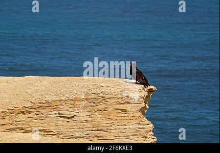 Nahaufnahme eines peruanischen Türkeigeiers, der auf der Klippe über dem Pazifischen Ozean, Paracas National Reserve, Ica Region, Peru, streicheln kann Stockfoto