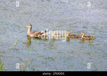 Mallard Mutter und Entchen schwimmen in einer Schlange Stockfoto