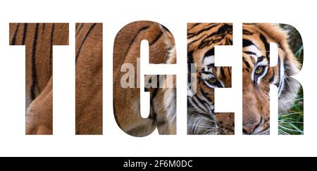 Ein Bild eines Tigers, der das Wort Tiger On bildet Ein Whie Hintergrund Stockfoto