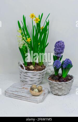 Ein dekoratives Nest aus Heu mit Wachteleiern innen auf einem weißen Schneidetisch mit gelben Narzissen und blauen Hyazinthen im Hintergrund. Ostertisch Stockfoto