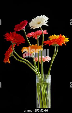 Farbenfrohe Blumenarrangements von Gerbera (Asteraceae). Gerbera ist in den tropischen Regionen Südamerikas, Afrikas und Asiens beheimatet Stockfoto