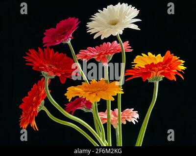 Farbenfrohe Blumenarrangements von Gerbera (Asteraceae). Gerbera ist in den tropischen Regionen Südamerikas, Afrikas und Asiens beheimatet Stockfoto