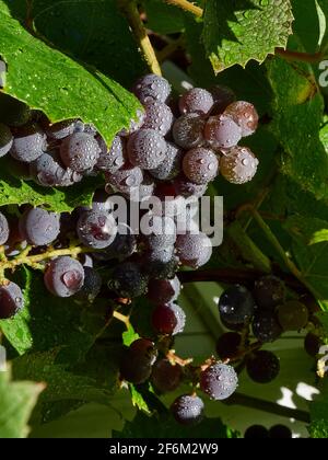 Eine Nahaufnahme eines Bukets Trauben, die in der reifen Sonnenschein nach einem Regen Stockfoto