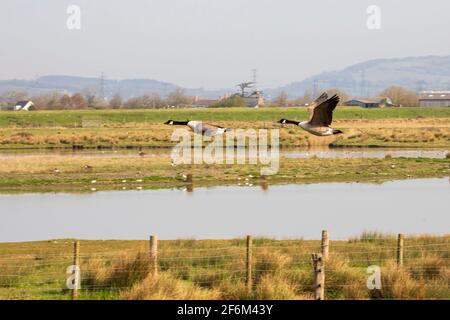 Zwei kanadische Gänse fliegen über die landwirtschaftlichen Feuchtgebiete von Newport. Stockfoto