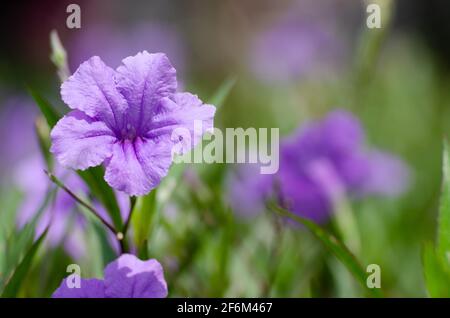 Mexikanische Petunia im Park Stockfoto