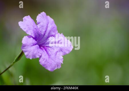 Mexikanische Petunia im Park Stockfoto