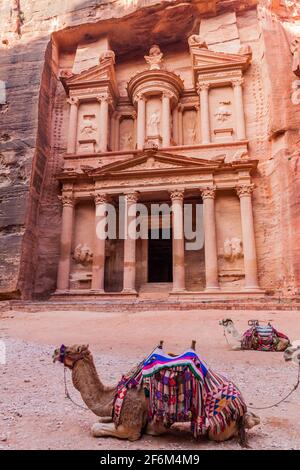 Kamele vor dem Al Khazneh Tempel das Schatzamt in der antiken Stadt Petra, Jordanien Stockfoto