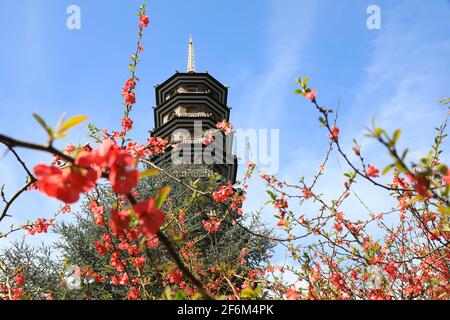 Frühlingsblumen an der Großen Pagode in Kew Gardens, im Südwesten Londons, Großbritannien Stockfoto