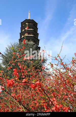 Frühlingsblumen an der Großen Pagode in Kew Gardens, im Südwesten Londons, Großbritannien Stockfoto