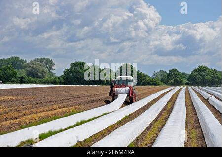 Spargelernte bei Langlingen, Kreis Celle, Niedersachsen, Deutschland, Europa | Spargel Ernte in der Nähe von Langlingen, Kreis Celle, Niedersachsen, Deutschland Stockfoto