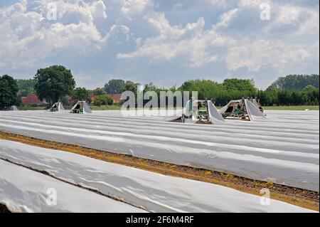 Spargelernte bei Langlingen, Kreis Celle, Niedersachsen, Deutschland, Europa | Spargel Ernte in der Nähe von Langlingen, Kreis Celle, Niedersachsen, Deutschland Stockfoto