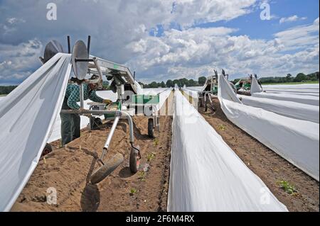 Spargelernte bei Langlingen, Kreis Celle, Niedersachsen, Deutschland, Europa | Spargel Ernte in der Nähe von Langlingen, Kreis Celle, Niedersachsen, Deutschland Stockfoto