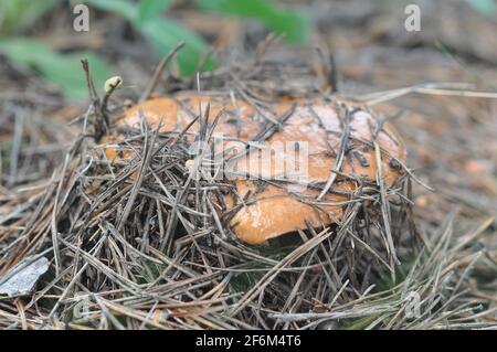 Schöner Pilz von Boletus, der im Nadelwald wächst. Pilze zwischen Kiefernnadeln. Stockfoto