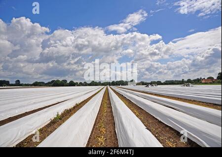 Spargelernte bei Langlingen, Kreis Celle, Niedersachsen, Deutschland, Europa | Spargel Ernte in der Nähe von Langlingen, Kreis Celle, Niedersachsen, Deutschland Stockfoto