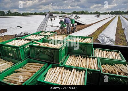 Spargelernte bei Langlingen, Kreis Celle, Niedersachsen, Deutschland, Europa | Spargel Ernte in der Nähe von Langlingen, Kreis Celle, Niedersachsen, Deutschland Stockfoto