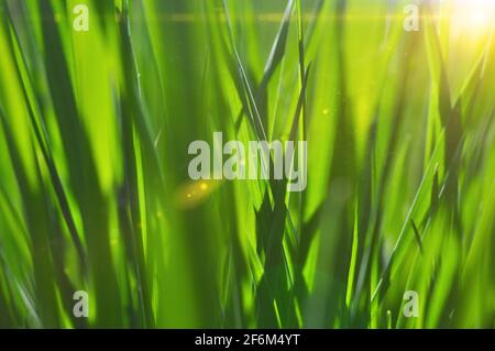 Grünes Gras aus nächster Nähe. Makro. Gras in Sonnenstrahlen. Weichfokus. Abstrakter Natur Hintergrund. Stockfoto
