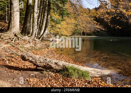 Duszatyn Lakes. Bieszczady, Ostkarpaten, Polen, Europa Stockfoto