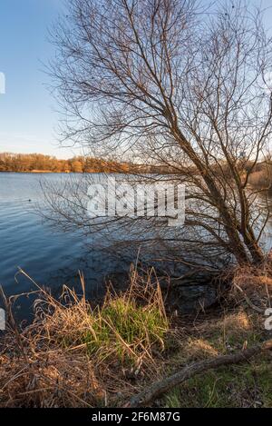 Das Schilf am Ufer mit einem schönen Blick auf den See wird von der Nachmittagssonne beleuchtet. Stockfoto