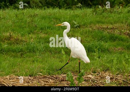 Der große Weißreiher, Ardea alba, schreitet am Ufer des Wasserweges entlang im Shapwick Heath Naturschutzgebiet auf den Somerset-Ebenen. Stockfoto