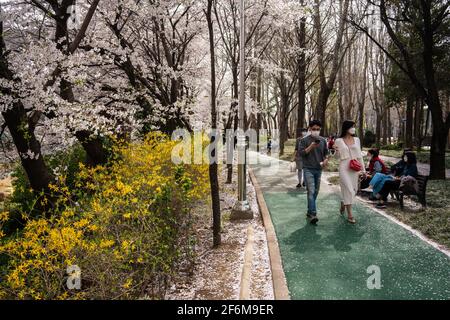 Seoul, Südkorea. April 2021. Menschen mit Gesichtsmasken gehen unter der Kirschblüte in Seoul.Kirschblütensaison in Südkorea inmitten des Coronavirus. (Foto von Simon Shin/SOPA Images/Sipa USA) Quelle: SIPA USA/Alamy Live News Stockfoto