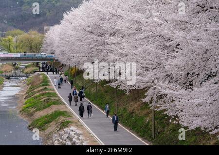 Seoul, Südkorea. April 2021. Die Menschen umherwandern die blühenden Kirschbäume.Kirschblütensaison in Südkorea inmitten des Coronavirus. (Foto von Simon Shin/SOPA Images/Sipa USA) Quelle: SIPA USA/Alamy Live News Stockfoto