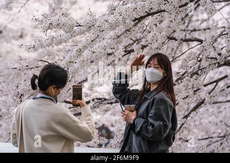 Seoul, Südkorea. April 2021. Frauen mit Gesichtsmasken fotografieren vor blühenden Kirschbäumen in Seoul.Kirschblütensaison in Südkorea inmitten des Coronavirus. (Foto von Simon Shin/SOPA Images/Sipa USA) Quelle: SIPA USA/Alamy Live News Stockfoto