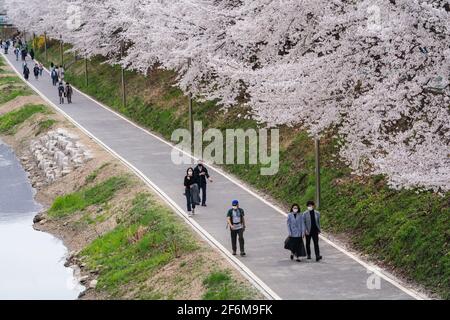 Seoul, Südkorea. April 2021. Die Menschen umherwandern die blühenden Kirschbäume.Kirschblütensaison in Südkorea inmitten des Coronavirus. (Foto von Simon Shin/SOPA Images/Sipa USA) Quelle: SIPA USA/Alamy Live News Stockfoto