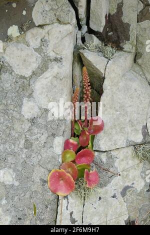 Navelwort 'umbilicus rupestris' wächst in einer Felsspalte am Küstenpfad zwischen Woody Bay und Heddon's Mouth, an der Küste von North Devon. Stockfoto