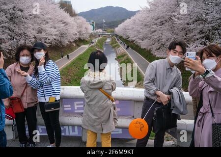 Seoul, Südkorea. April 2021. Menschen mit Gesichtsmasken fotografieren vor den blühenden Kirschbäumen in Seoul.Kirschblütensaison in Südkorea inmitten des Coronavirus. (Foto von Simon Shin/SOPA Images/Sipa USA) Quelle: SIPA USA/Alamy Live News Stockfoto