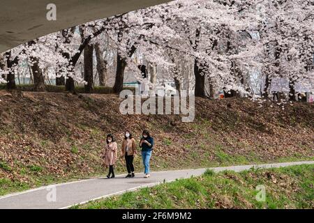 Seoul, Südkorea. April 2021. Menschen mit Gesichtsmasken gehen unter der Kirschblüte in Seoul.Kirschblütensaison in Südkorea inmitten des Coronavirus. (Foto von Simon Shin/SOPA Images/Sipa USA) Quelle: SIPA USA/Alamy Live News Stockfoto