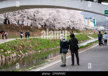 Seoul, Südkorea. April 2021. Menschen, die Gesichtsmasken tragen, sehen die blühenden Kirschbäume in Seoul.Kirschblütensaison in Südkorea inmitten des Coronavirus. (Foto von Simon Shin/SOPA Images/Sipa USA) Quelle: SIPA USA/Alamy Live News Stockfoto