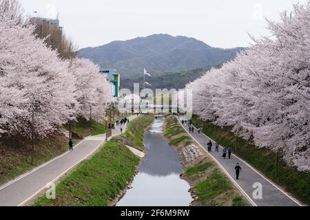 Seoul, Südkorea. April 2021. Die Menschen umherwandern die blühenden Kirschbäume.Kirschblütensaison in Südkorea inmitten des Coronavirus. (Foto von Simon Shin/SOPA Images/Sipa USA) Quelle: SIPA USA/Alamy Live News Stockfoto